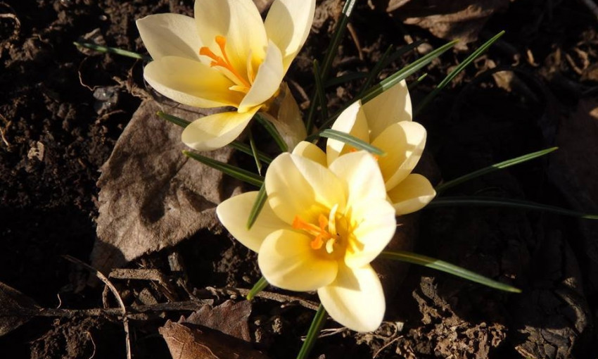 Одесситы делятся фотографиями первых цветов весны