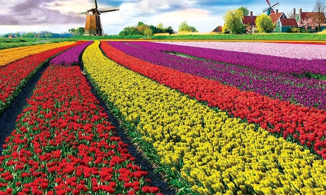 Голландия — мировой центр продажи цветов