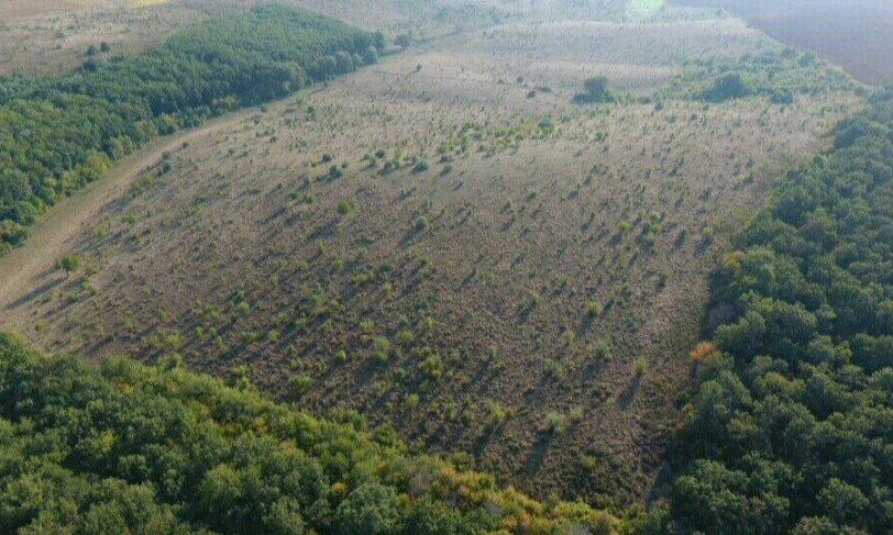 В Одесской области пресекли незаконную вырубку леса