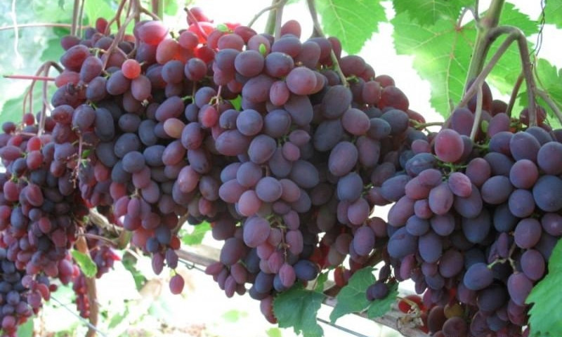 В Одесской области выводят новые сорта винограда без косточек
