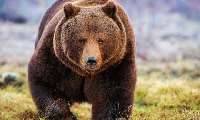 В Одесский зоопарк переезжает медведь из Винницы