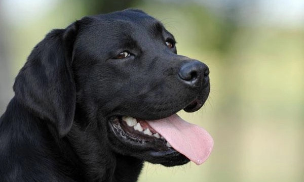 В Одессе орудуют похитители породистых собак