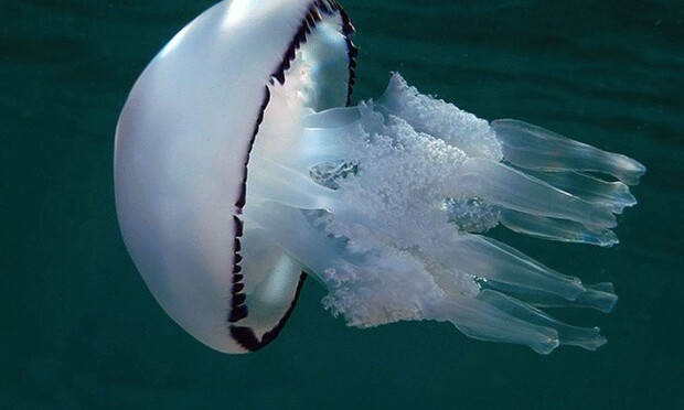 В Одесский залив приплыли медузы 