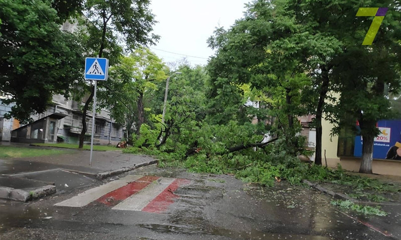Деревья в Одессе не выдержали сильных порывов ветра