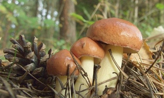 Где и какие у нас растут грибы 