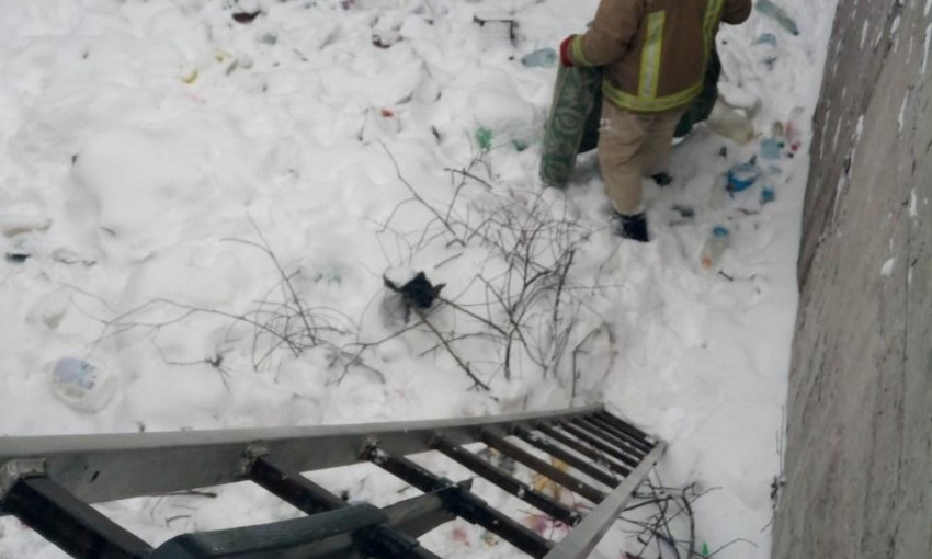 В Одесской области спасатели пришли на помощь коту и собаке