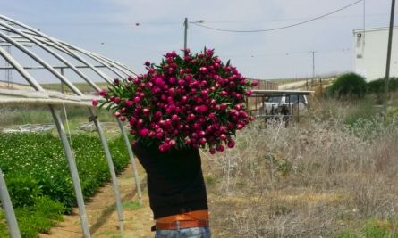 В Израиле открывается фестиваль пионов: можно прогуляться по полям и собрать букеты