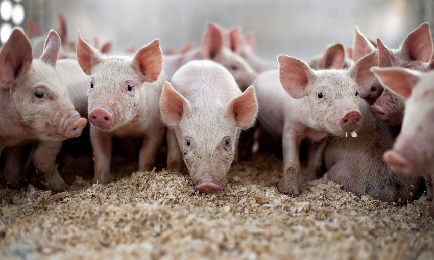 Победа над АЧС: в Болградском районе появится свинина