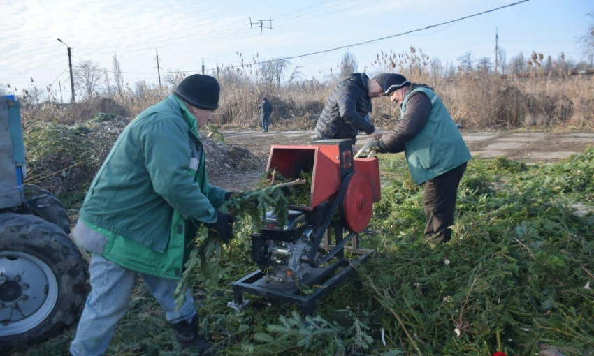В Одессе утилизируют рекордное количество брошенных елок 