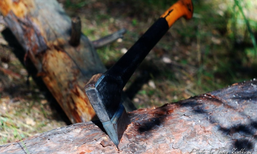 Виновник вырубки деревьев в районе Дачи Ковалевского возместил ущерб 
