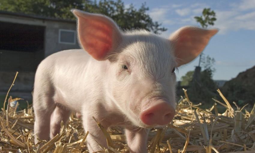 В 2019 году африканская чума свиней пошла на убыль 