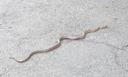 В палисаднике на Бреуса обнаружили азиатскую змею (ВИДЕО)