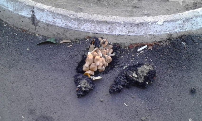 Асфальт на Французском бульваре проломили грибы