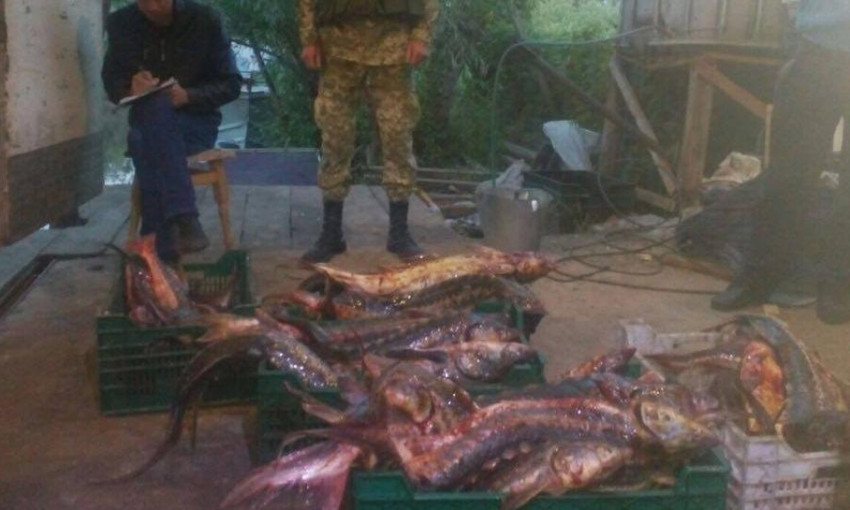 Лёгкий заработок:  две тонны краснокнижной рыбы на сумму более два миллиона выловили браконьеры