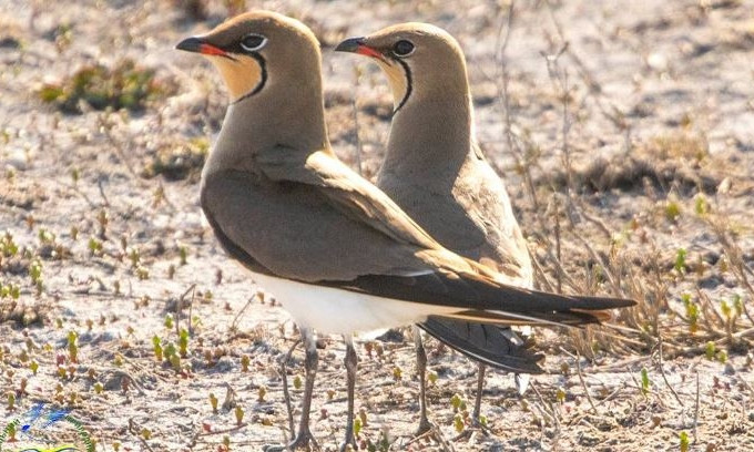 В Одесскую область прилетели редкие птицы — дерихвосты