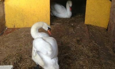 Лебеди из прудов одесского парка Победы переехали на зиму в вольеры