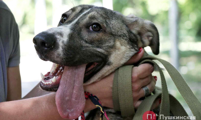 История одесского пса, который уже полтора года ищет хозяев