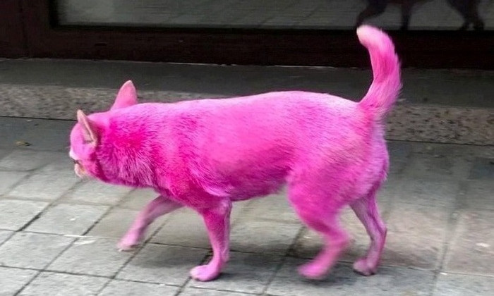 Ужасающе-радужное зрелище: появилась новая порода собак с ярко-розовым окрасом