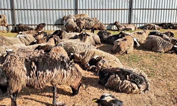 Три области могут закрыться на карантин из-за заболевших овец
