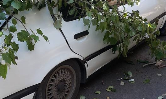 На Молдаванке дерево повредило два автомобиля
