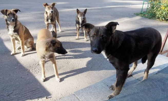 В Болграде решена проблема с бродячими собаками