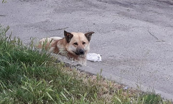 В Черноморске бродячая собака напала на прохожую (ФОТО)