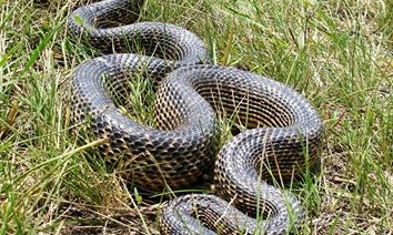 В Одессе замечена одна из наиболее крупных змей в Европе