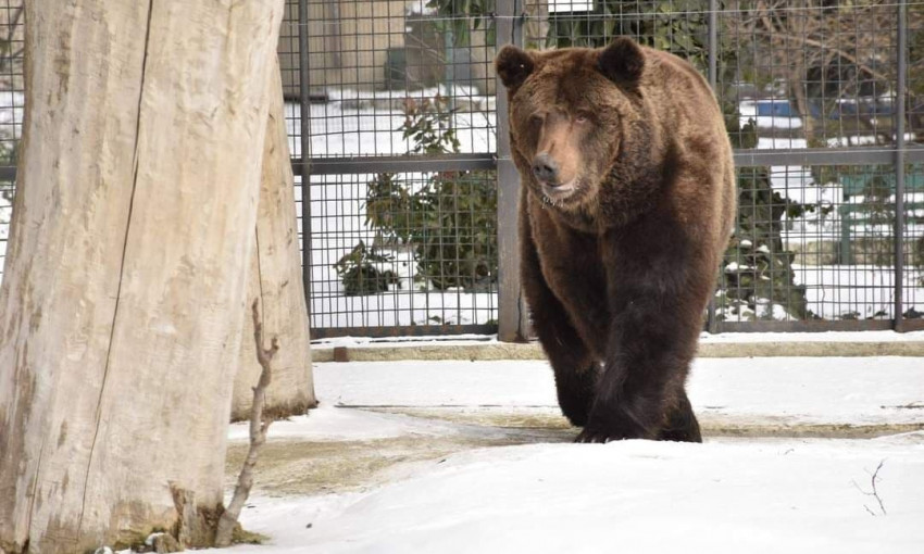 Медведь в Одесском зоопарке решил выйти из спячки  