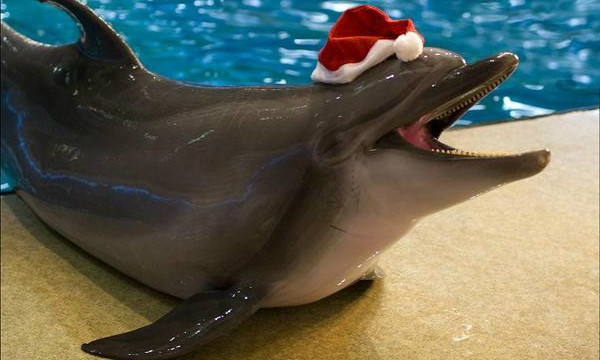 Новый год с дельфинами 