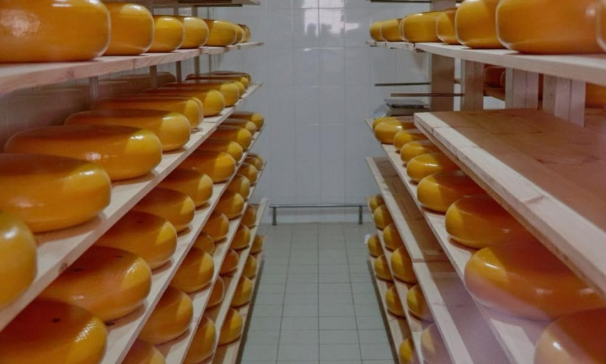 В Шабо производят европейский сыр (ФОТО)