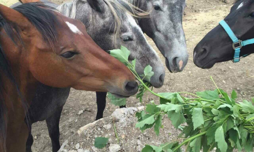 В Одесской области украли... четырёх лошадей