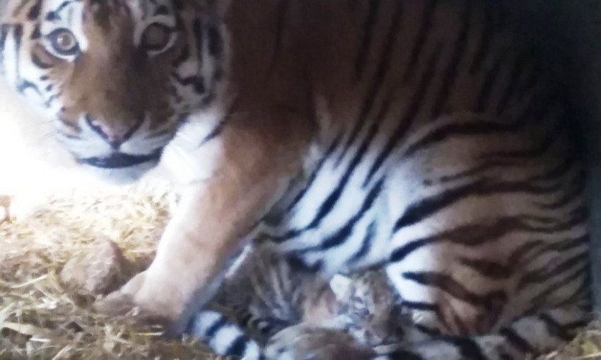 В Одесском зоопарке родился амурский тигр