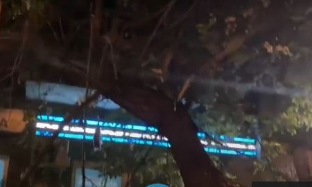 В центре Одессы дерево упало на балкон 