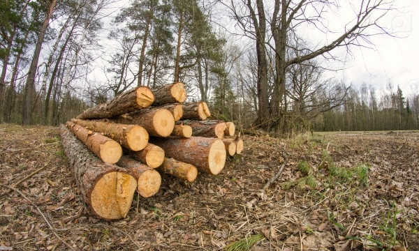 Лесник Ананьевского района Одесской области продавал лес как дрова в Виницу