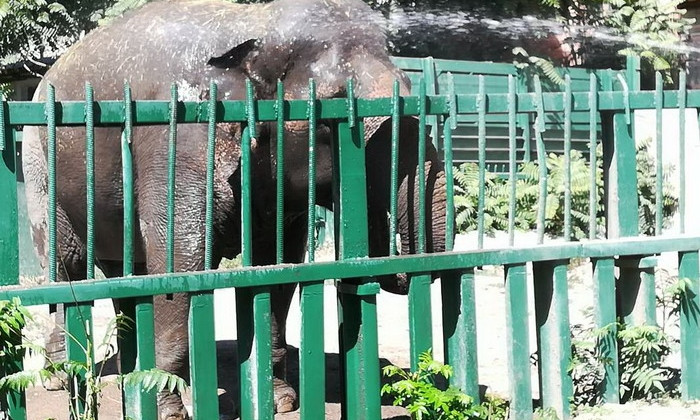 В зоопарке Одессы слониху спасали от жары (ФОТО, ВИДЕО)