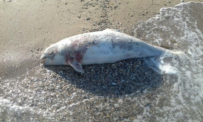 На пляж в Затоке выбросило мёртвое тело морской свиньи-азовки