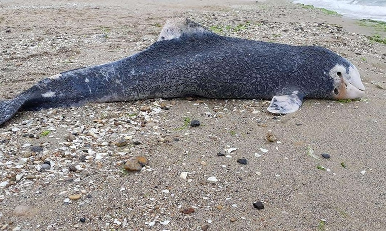 На пляже в Лузановке найдет мертвый дельфиненок