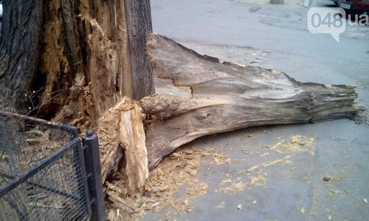 В центре Одессы дерево грозится рухнуть на головы прохожим