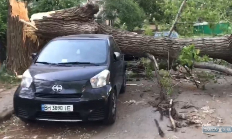В Одессе дерево разгромило автомобиль 