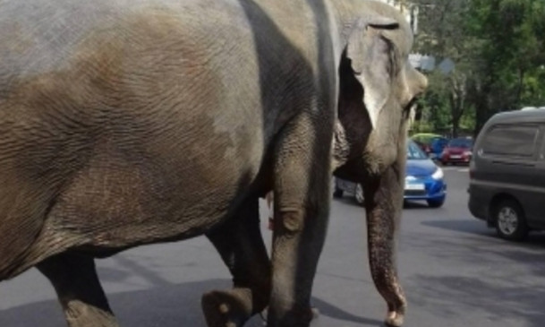 По центру города гуляла большая слониха