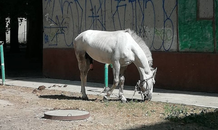 На Черёмушках нашли брошенного коня (ФОТО, ВИДЕО)