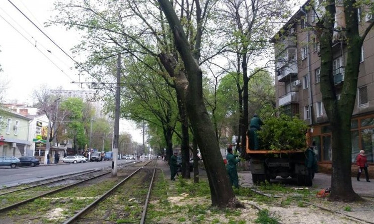 В Одессе массово вырубают деревья