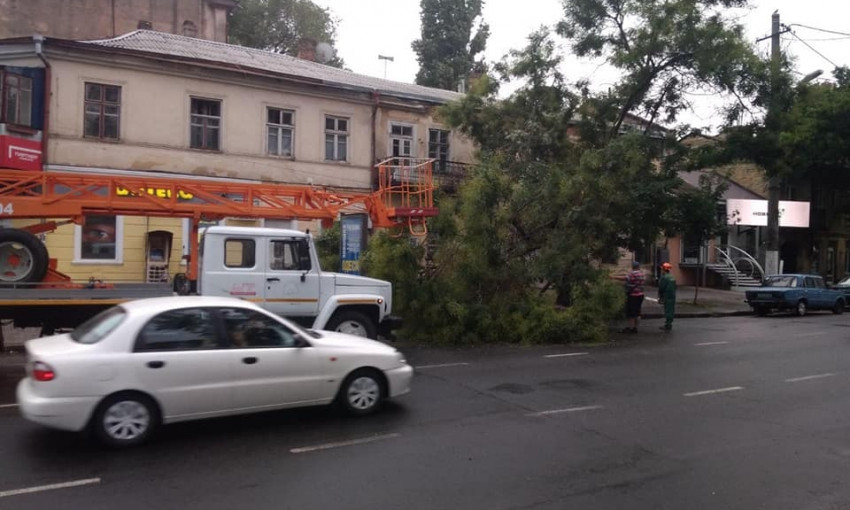 В Одессе шторм повалил деревья в 4 районах 