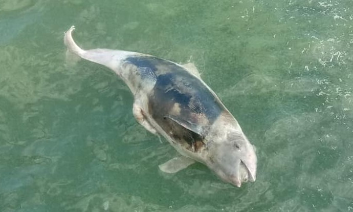 Труп дельфинёнка обнаружили на Морвокзале (ФОТО)