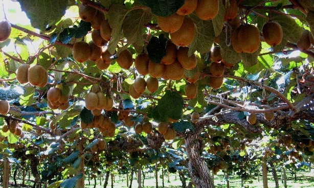 В Одессе уничтожат плоды киви, завезенные из Греции