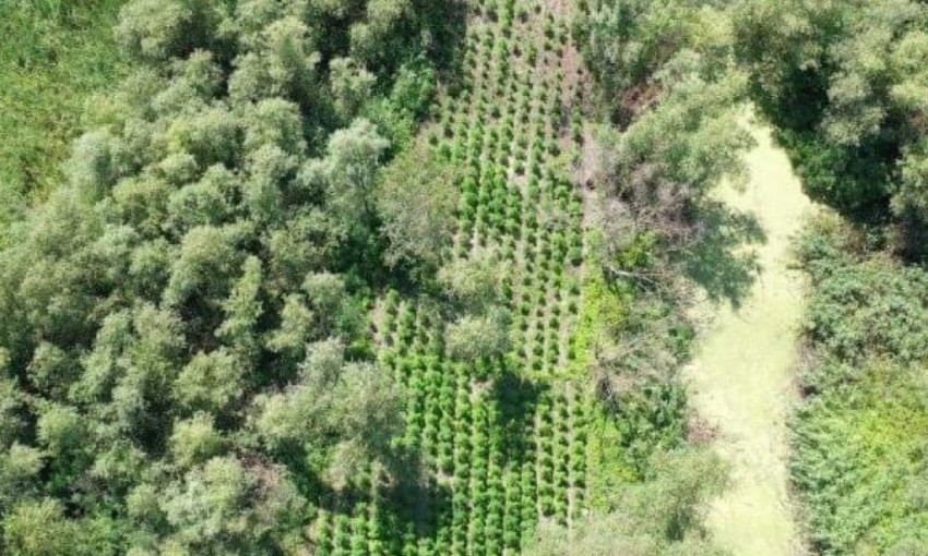 6 гектаров марихуаны - под Одессой обнаружена целая плантация "травки"