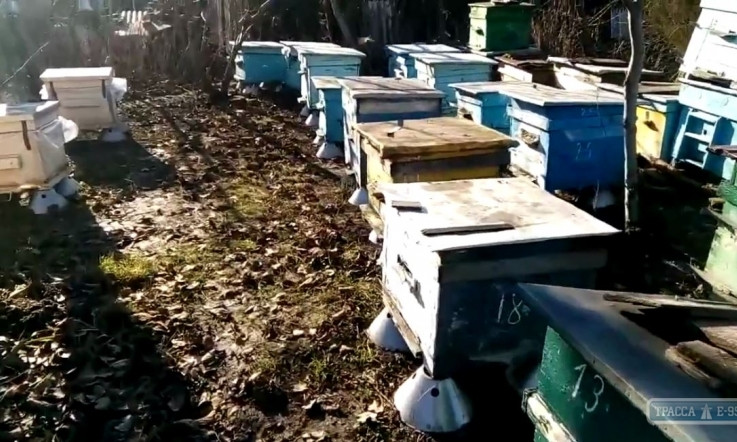 В Одесской области среди зимы проснулись пчелы 