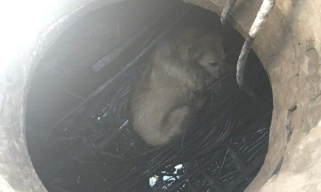 Зоозащитники помогли собаке выбраться из ловушки (ФОТО)