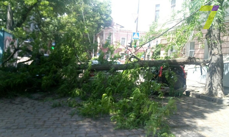 Одно упавшее дерево повредило сразу несколько машин (ФОТО)