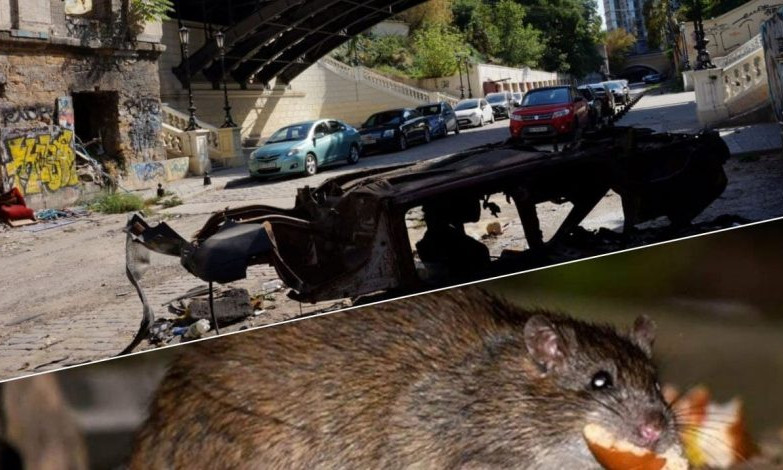 Центр Одессы захватили крысы – вредители чувствуют себя, как дома 